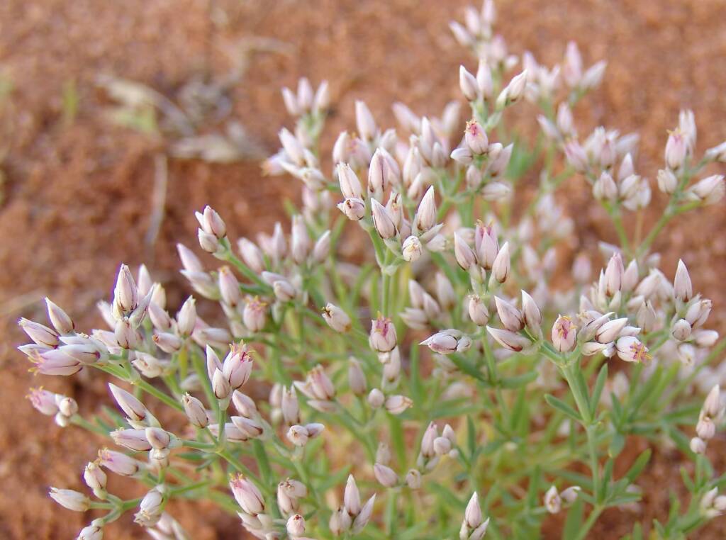 Polycarpaea brevifolia, Ilparpa Claypans, Alice Springs NT