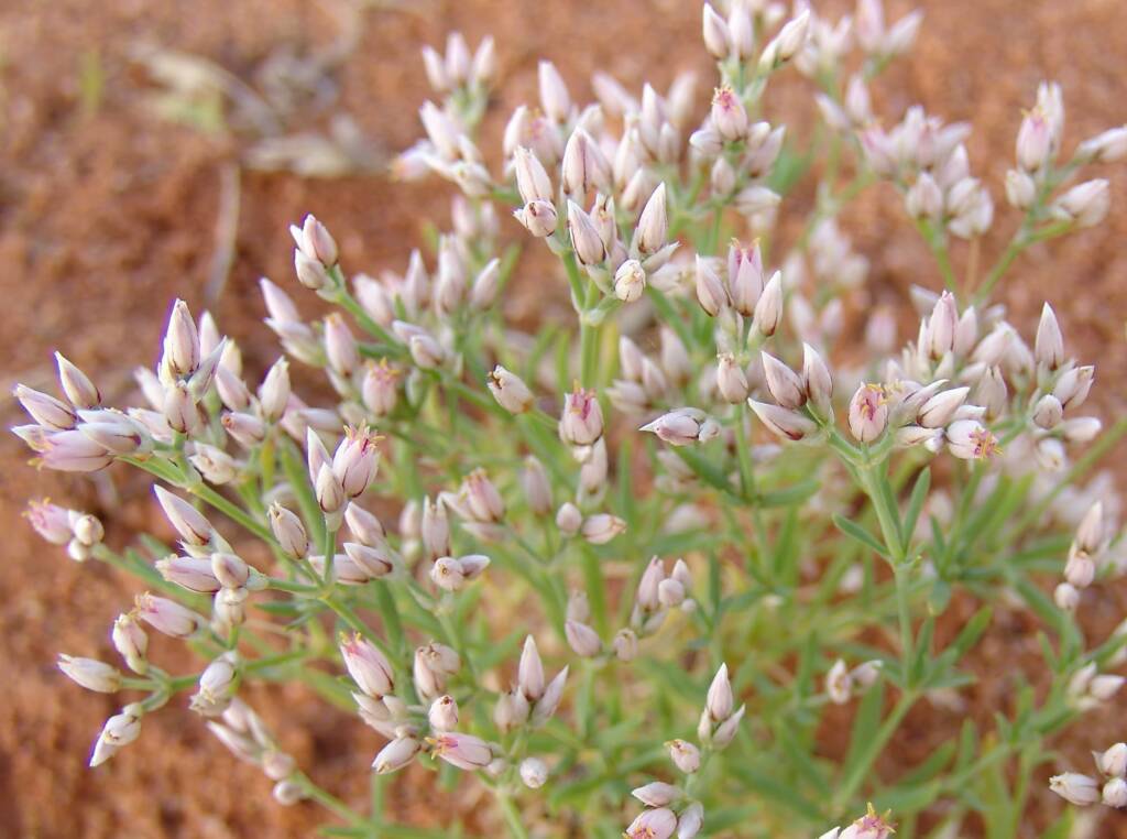 Polycarpaea brevifolia, Ilparpa Claypans, Alice Springs NT