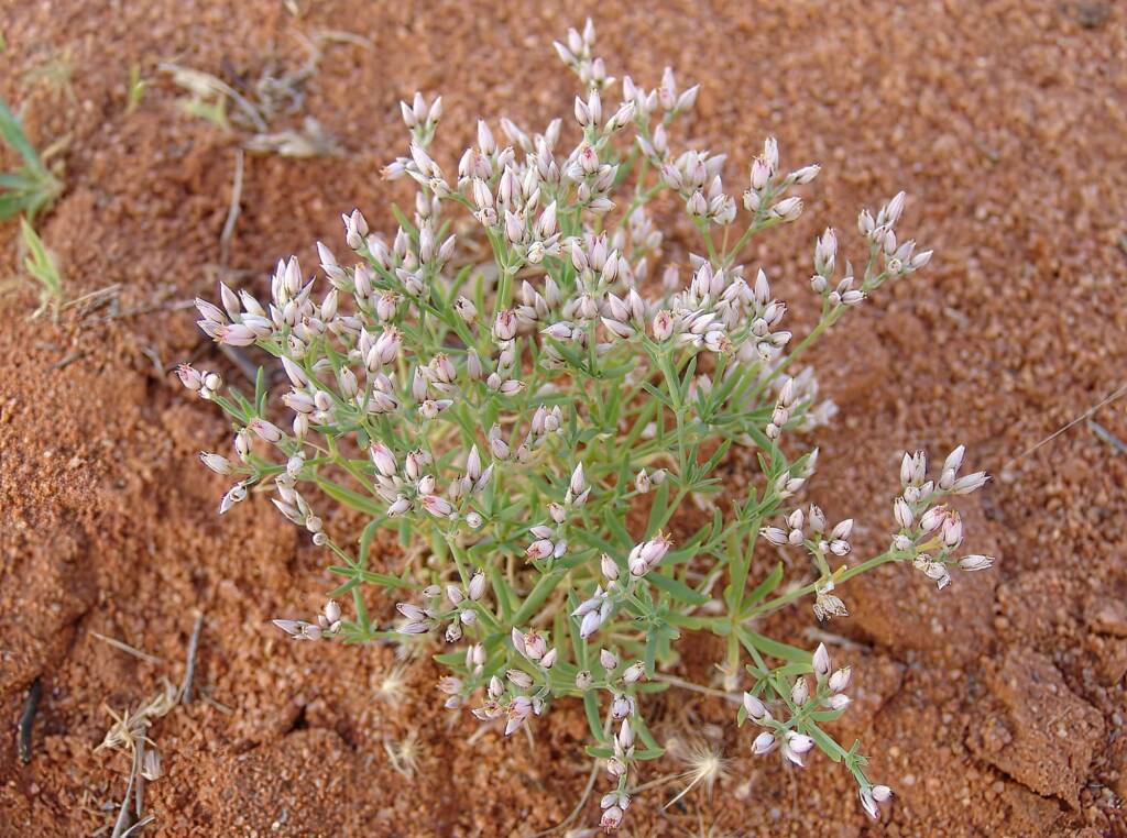 Polycarpaea brevifolia, Ilparpa Claypans, Alice Springs NT