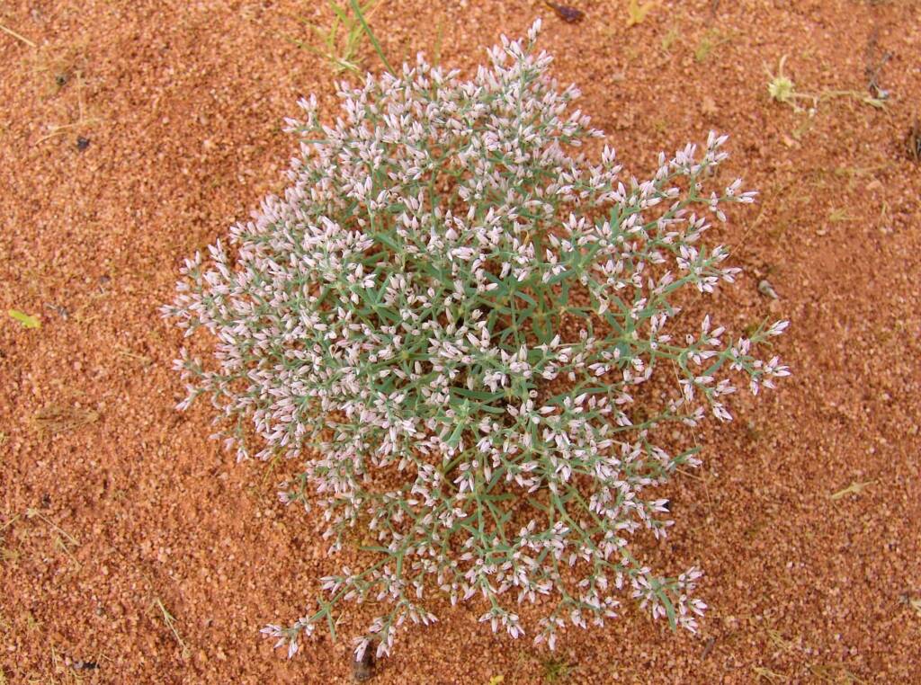 Polycarpaea brevifolia, Ilparpa Claypans, Alice Springs NT