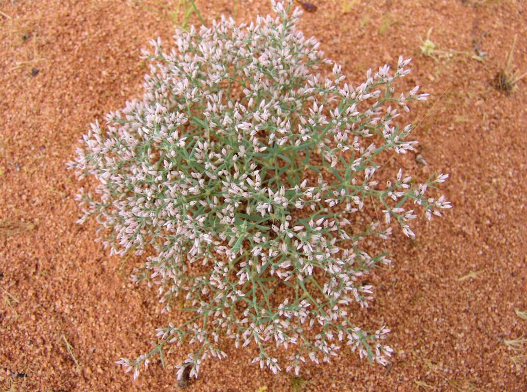 Polycarpaea brevifolia, Ilparpa Claypans, Alice Springs NT