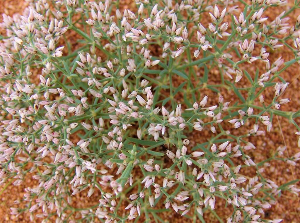 Polycarpaea brevifolia, Ilparpa Claypans, Alice Springs NT