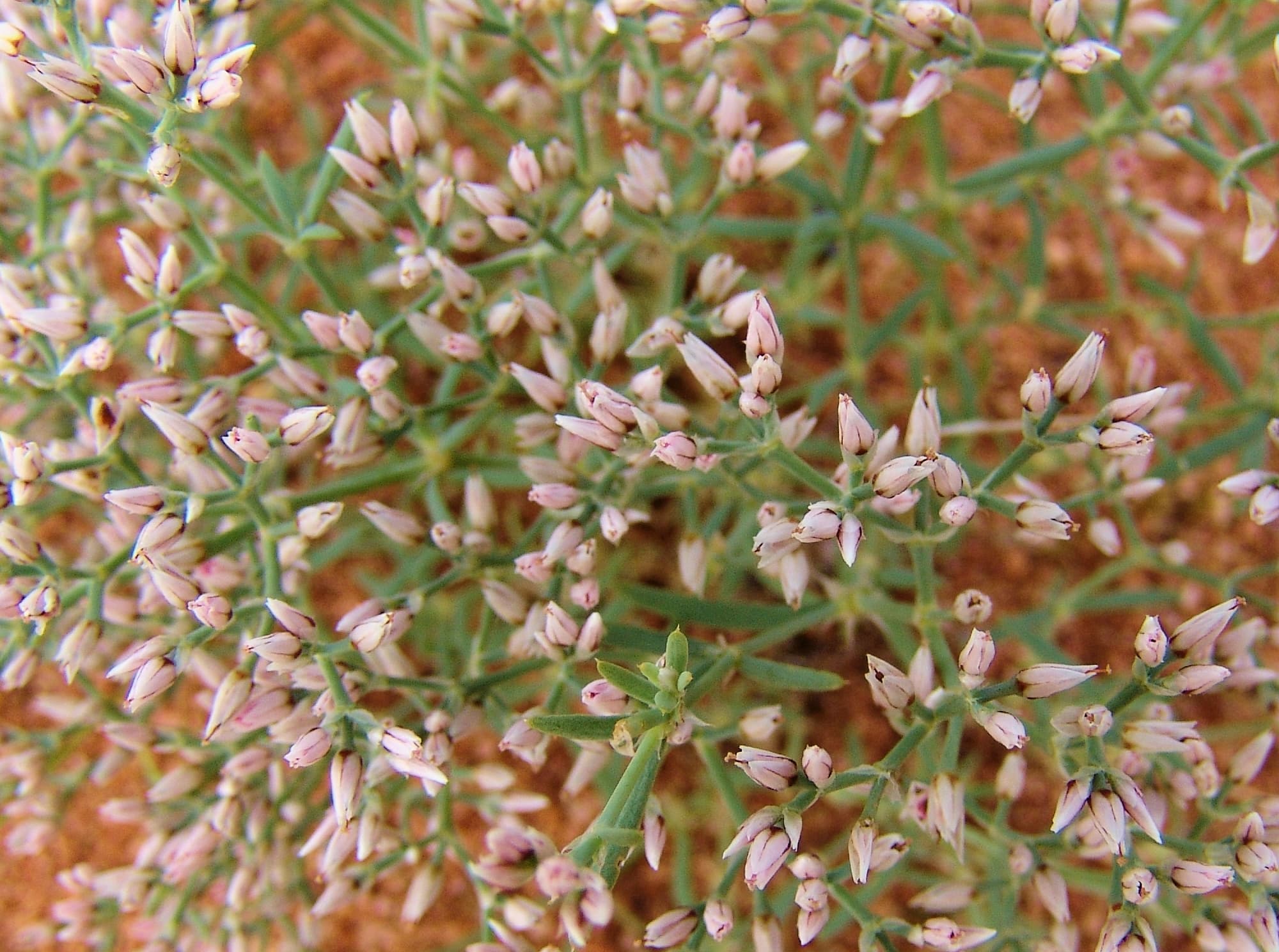 Polycarpaea brevifolia, Ilparpa Claypans, Alice Springs NT