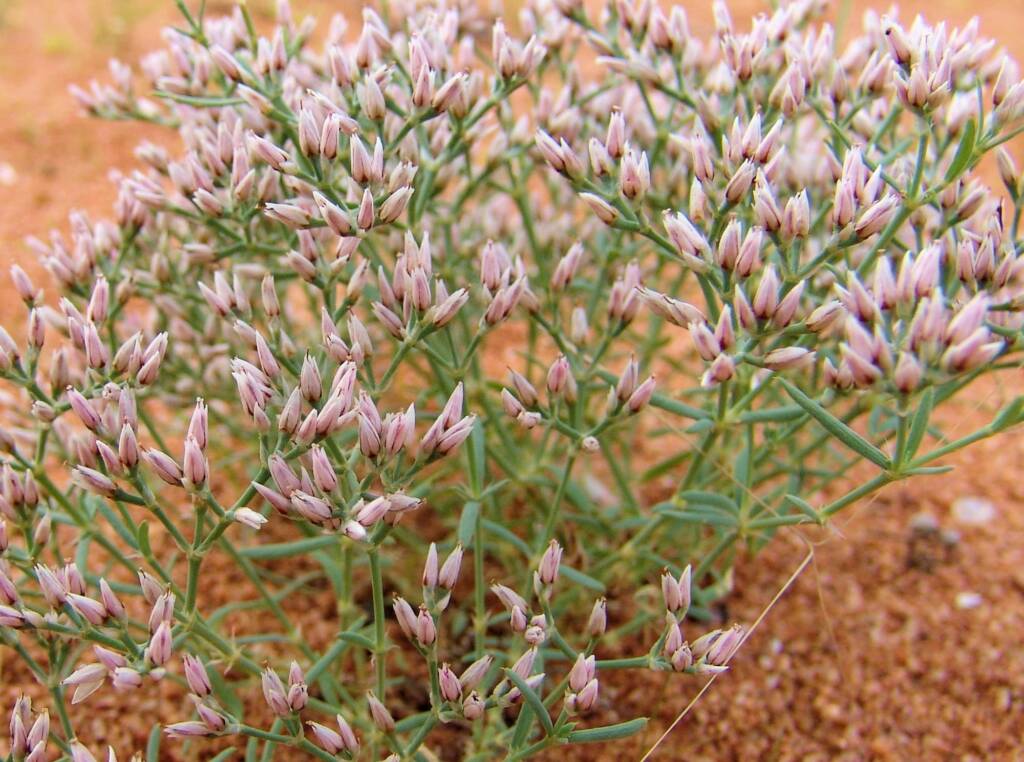 Polycarpaea brevifolia, Ilparpa Claypans, Alice Springs NT