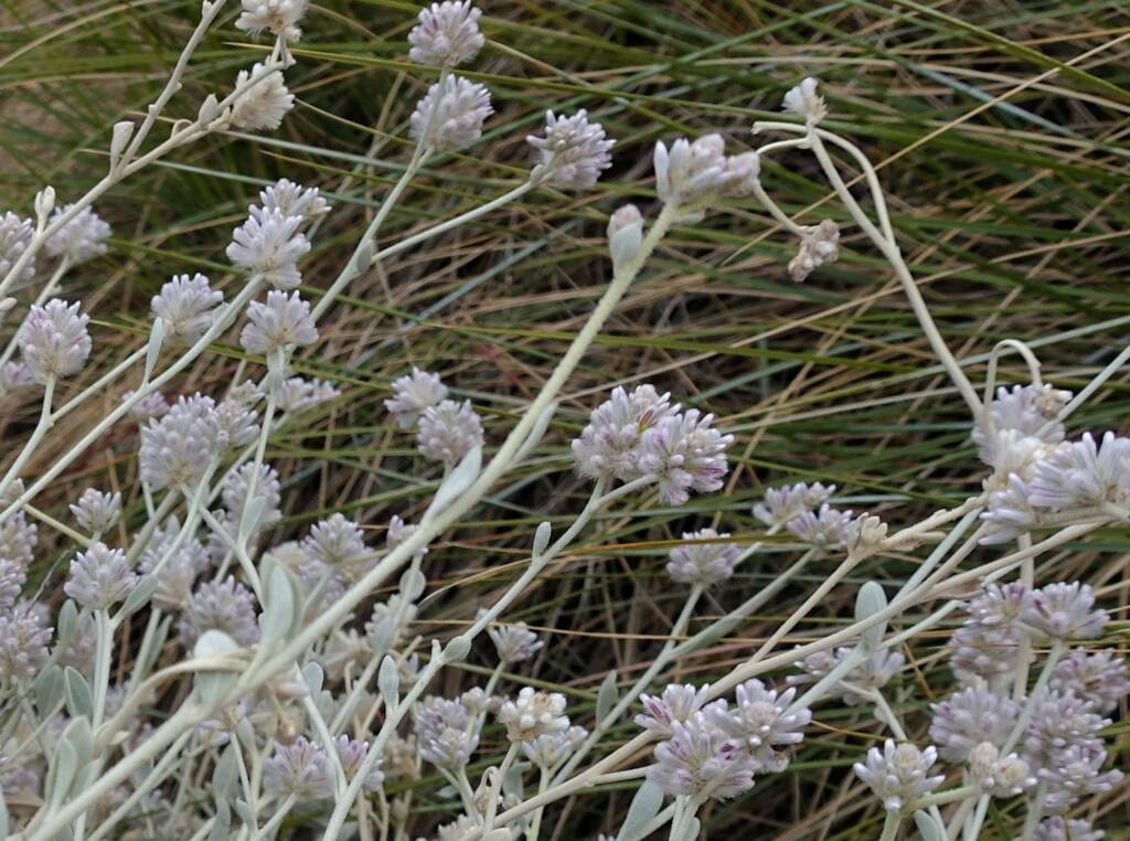 Cotton Bush (Ptilotus obovatus), Alice Springs Desert Park NT