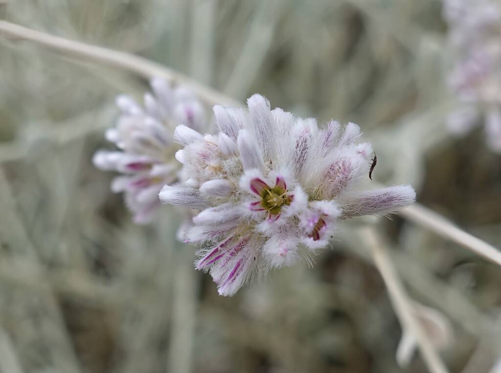 Cotton Bush (Ptilotus obovatus), Alice Springs Desert Park NT