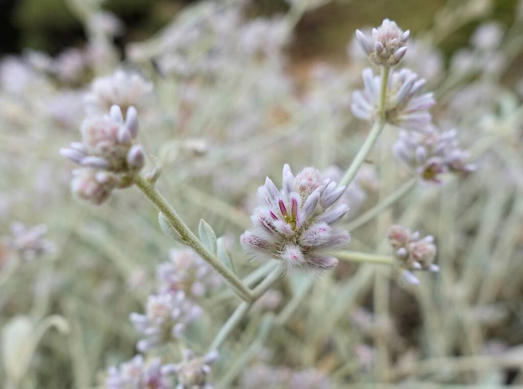 Cotton Bush (Ptilotus obovatus), Alice Springs Desert Park NT
