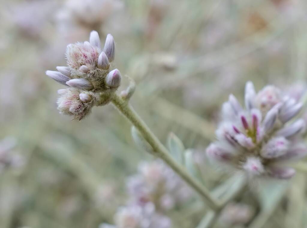 Cotton Bush (Ptilotus obovatus), Alice Springs Desert Park NT