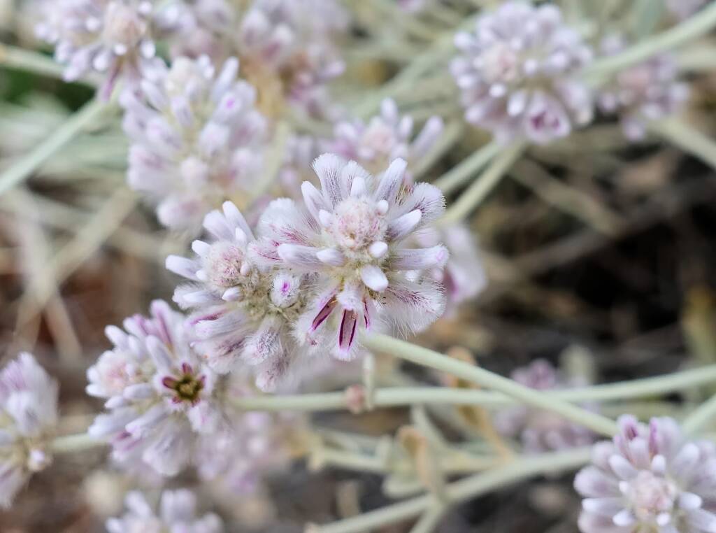 Cotton Bush (Ptilotus obovatus), Alice Springs Desert Park NT