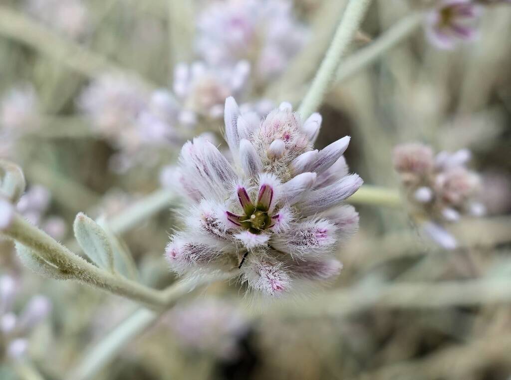 Cotton Bush (Ptilotus obovatus), Alice Springs Desert Park NT