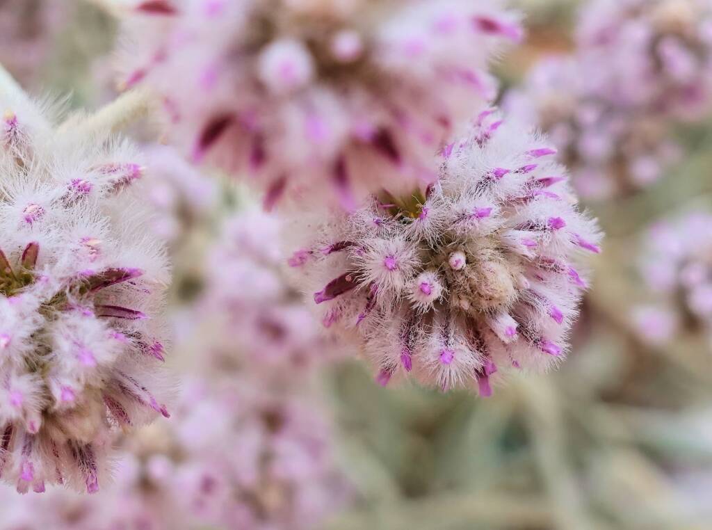 Cotton Bush (Ptilotus obovatus), Alice Springs Desert Park NT