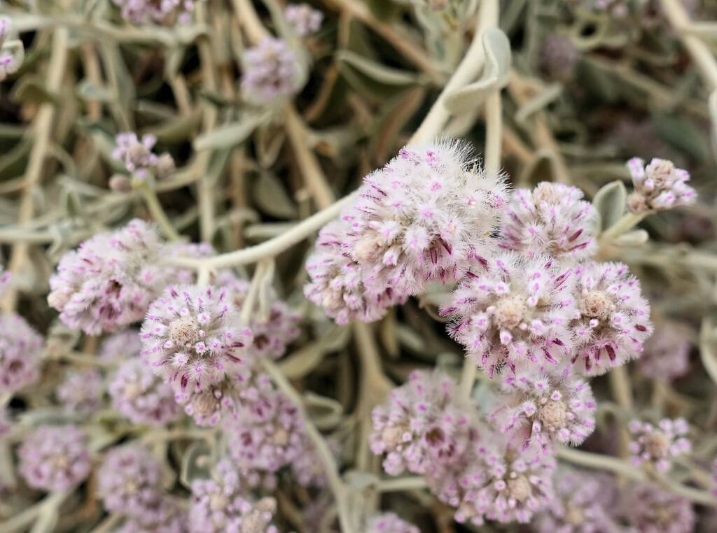 Cotton Bush (Ptilotus obovatus), Alice Springs Desert Park NT