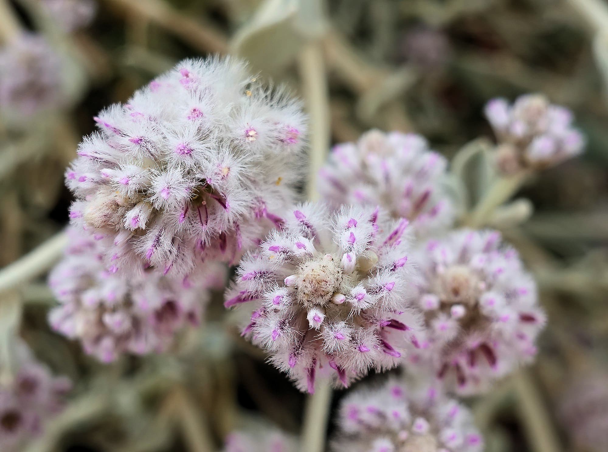 Cotton Bush (Ptilotus obovatus), Alice Springs Desert Park NT