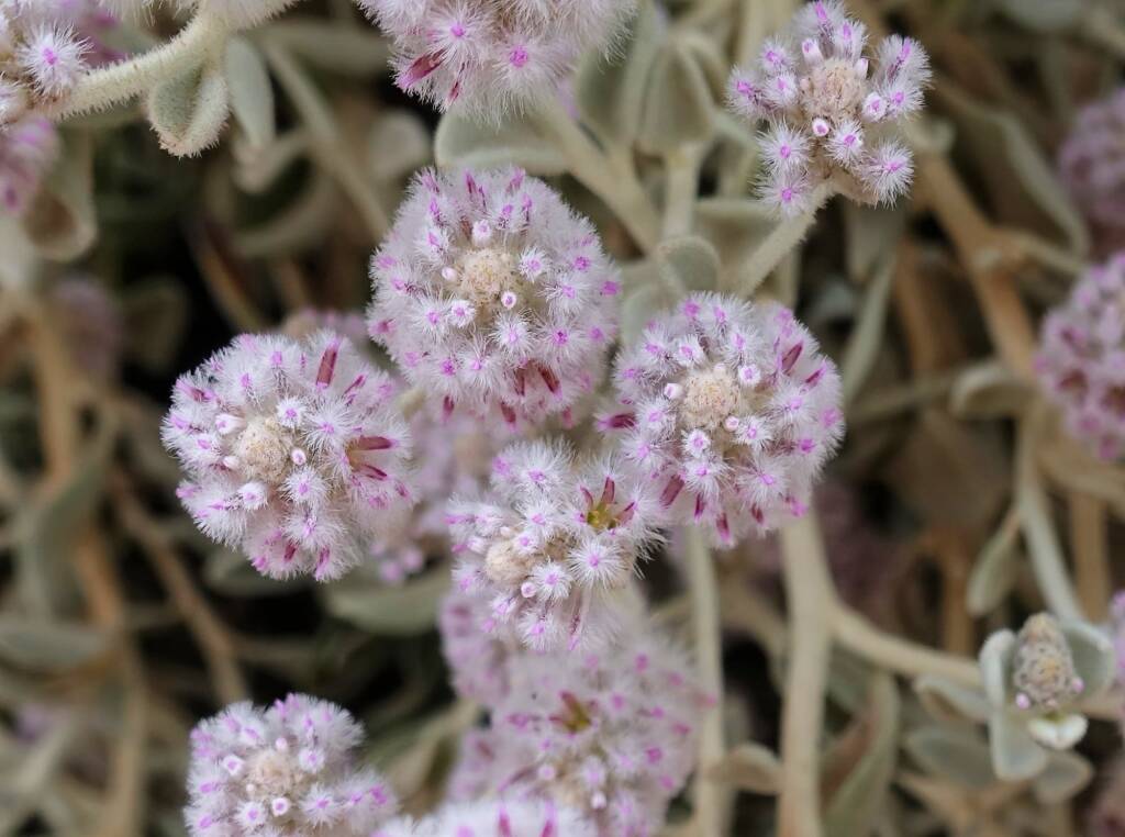 Cotton Bush (Ptilotus obovatus), Alice Springs Desert Park NT