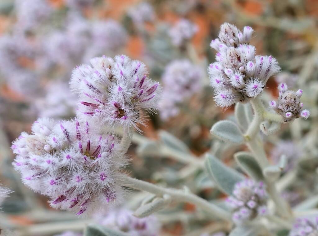 Cotton Bush (Ptilotus obovatus), Alice Springs Desert Park NT