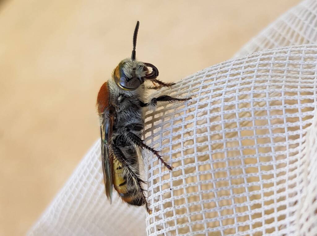Yellow Hairy Flower Wasp (Radumeris radula), Alice Springs NT