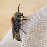 Yellow Hairy Flower Wasp (Radumeris radula), Alice Springs NT