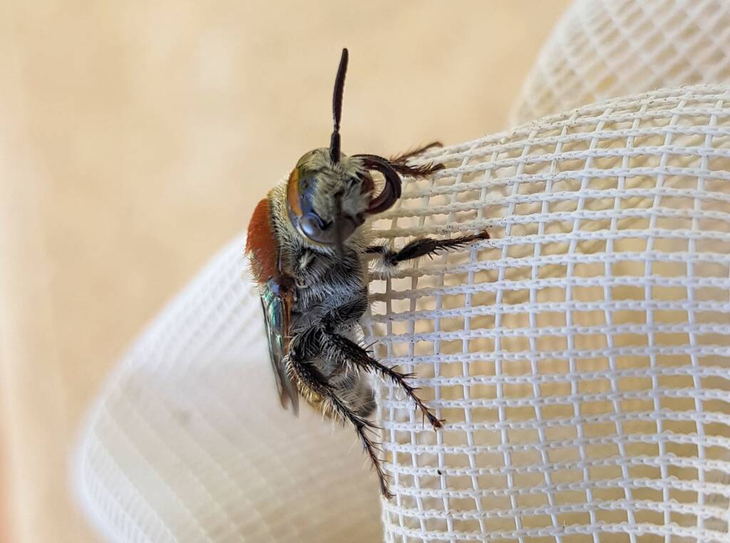 Yellow Hairy Flower Wasp (Radumeris radula), Alice Springs NT