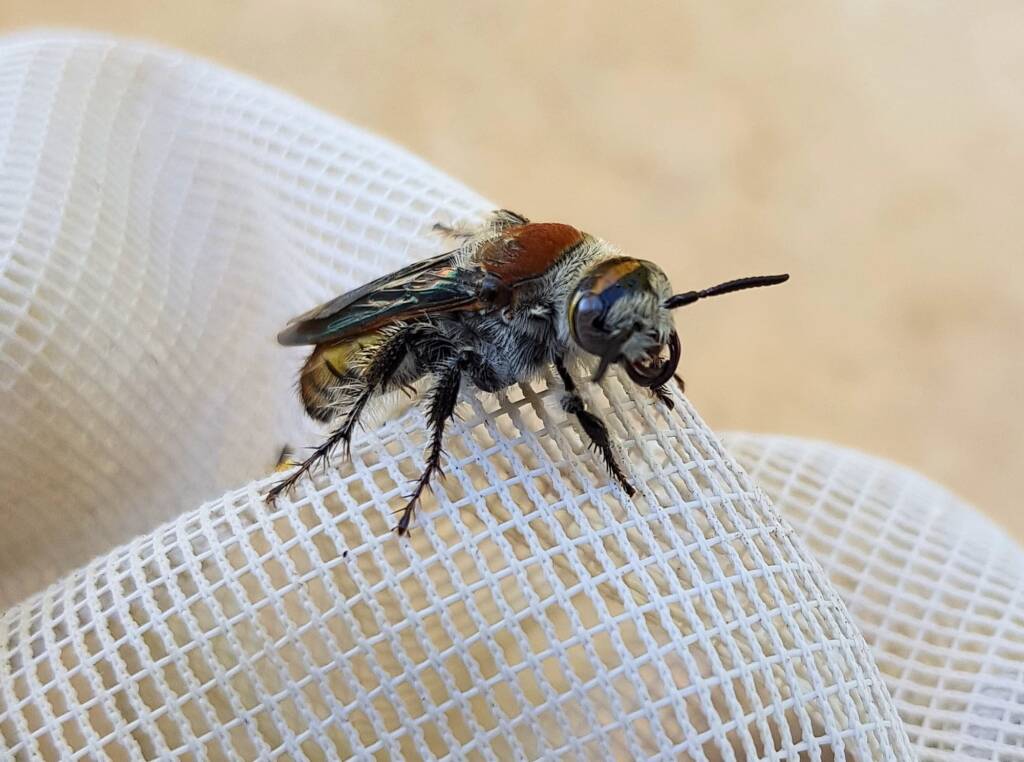 Yellow Hairy Flower Wasp (Radumeris radula), Alice Springs NT
