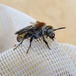 Yellow Hairy Flower Wasp (Radumeris radula), Alice Springs NT