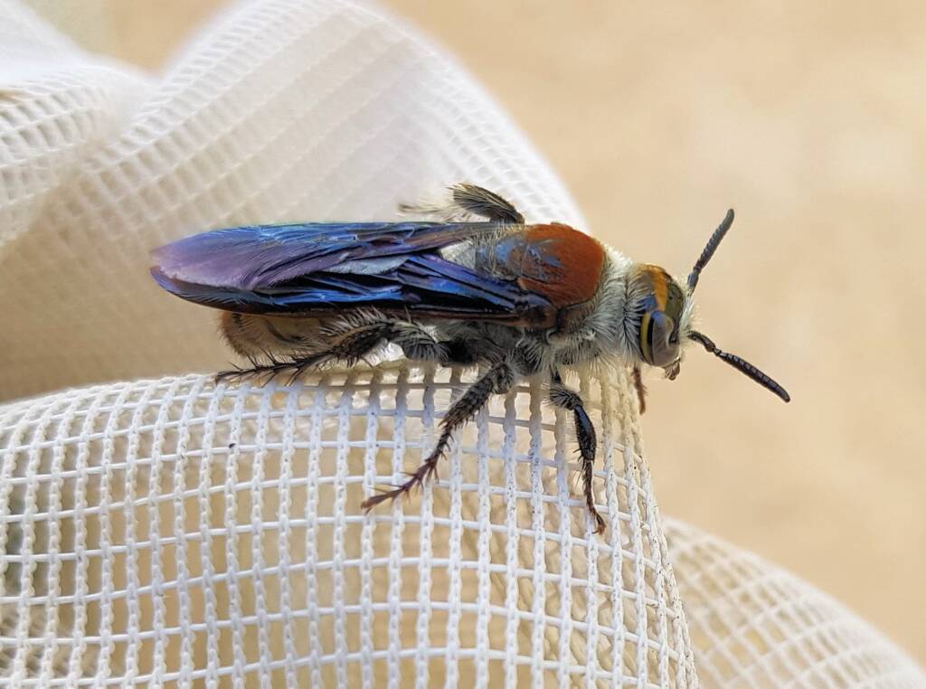 Yellow Hairy Flower Wasp (Radumeris radula), Alice Springs NT