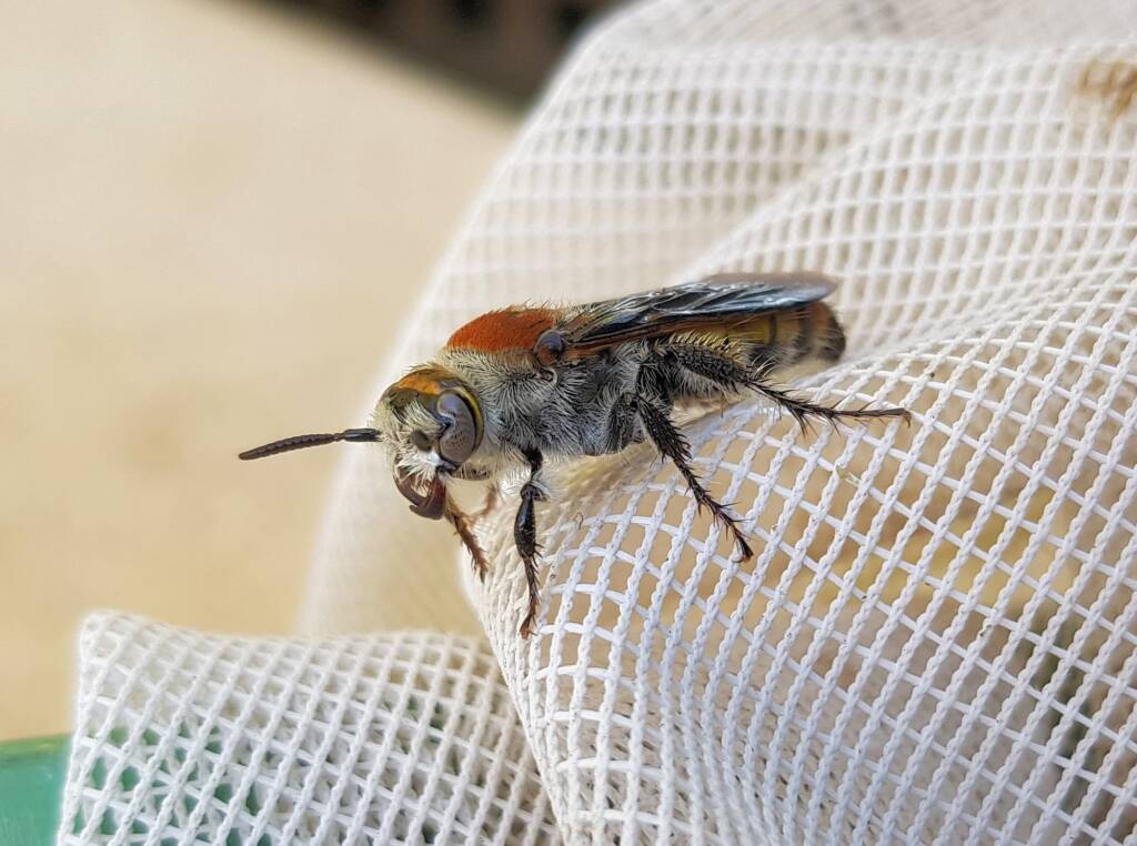Yellow Hairy Flower Wasp (Radumeris radula), Alice Springs NT