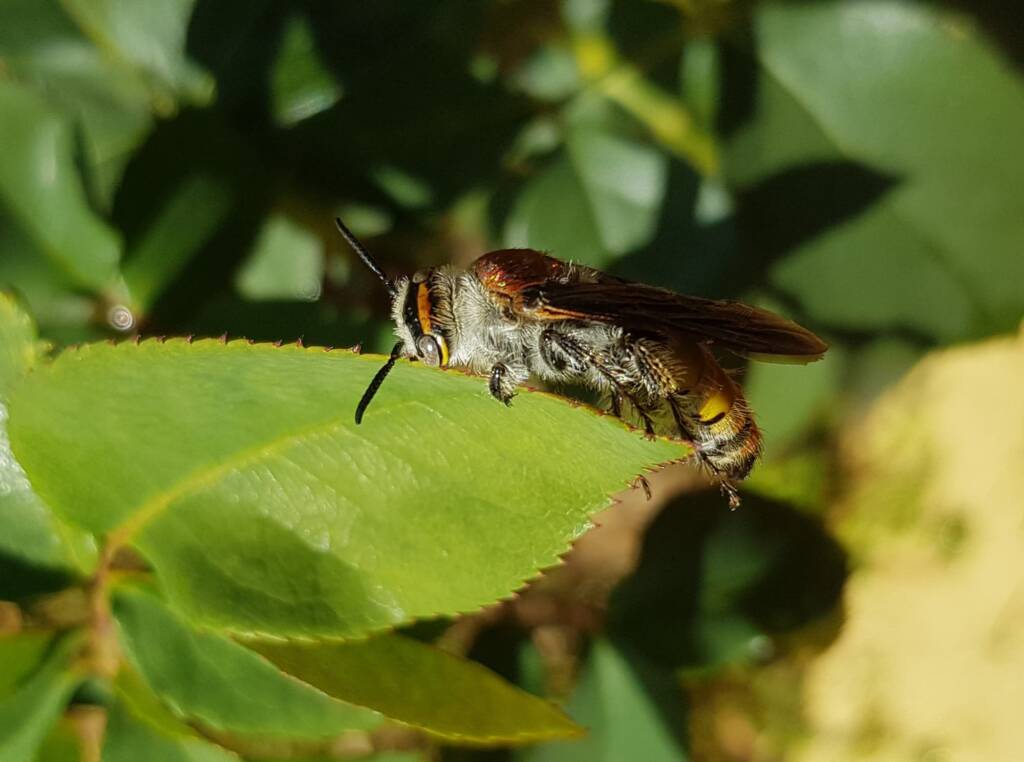 Yellow Hairy Flower Wasp (Radumeris radula), Alice Springs NT