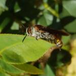 Yellow Hairy Flower Wasp (Radumeris radula), Alice Springs NT
