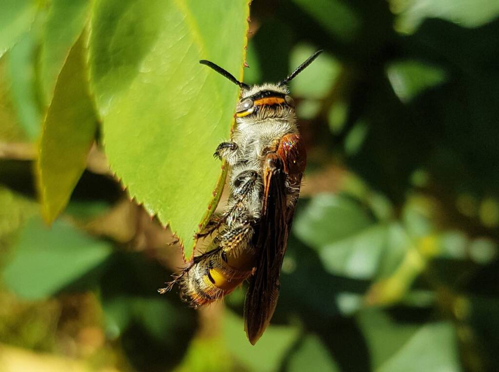 Yellow Hairy Flower Wasp (Radumeris radula), Alice Springs NT