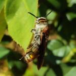 Yellow Hairy Flower Wasp (Radumeris radula), Alice Springs NT