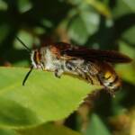 Yellow Hairy Flower Wasp (Radumeris radula), Alice Springs NT