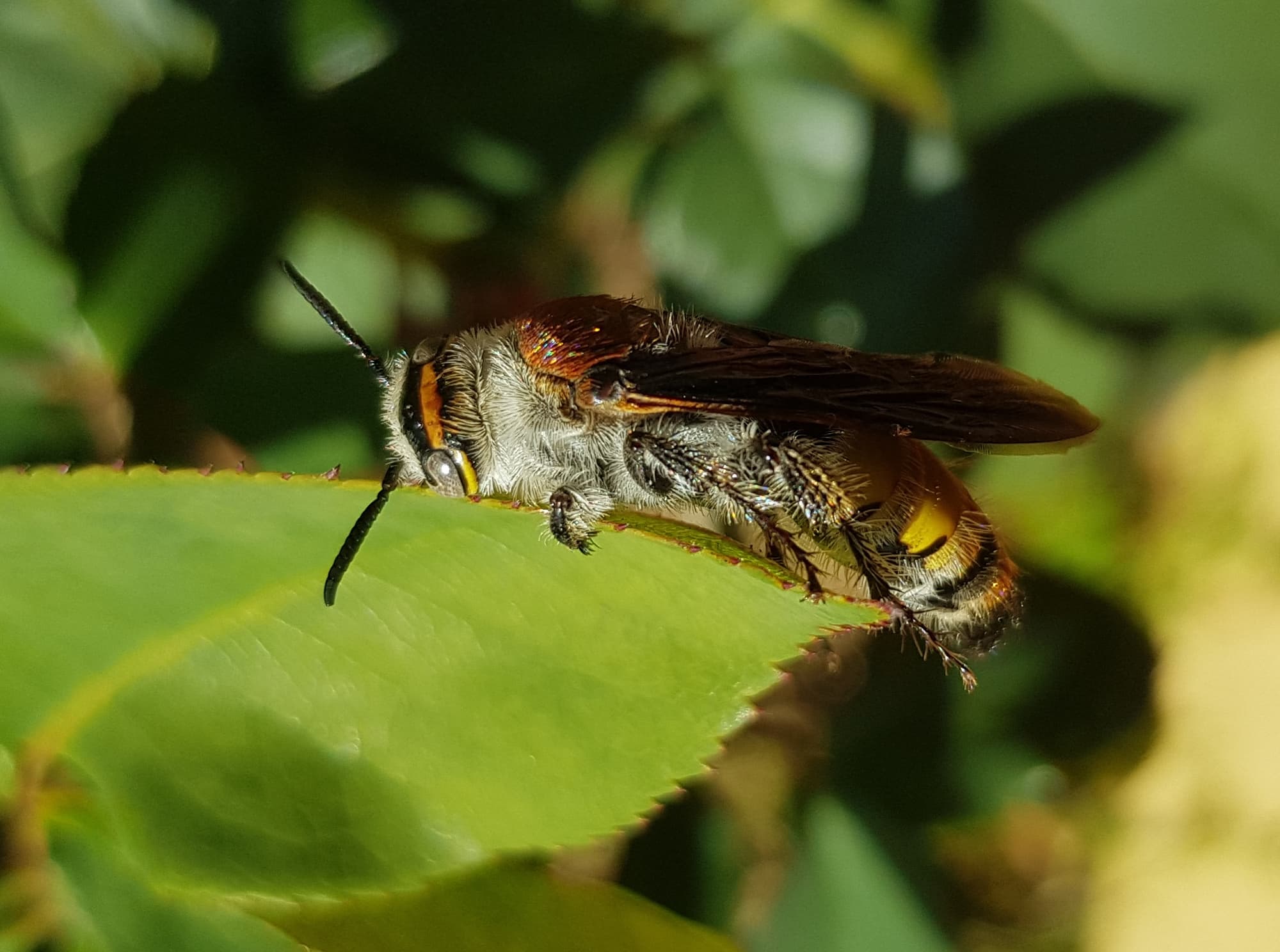 Yellow Hairy Flower Wasp (Radumeris radula), Alice Springs NT