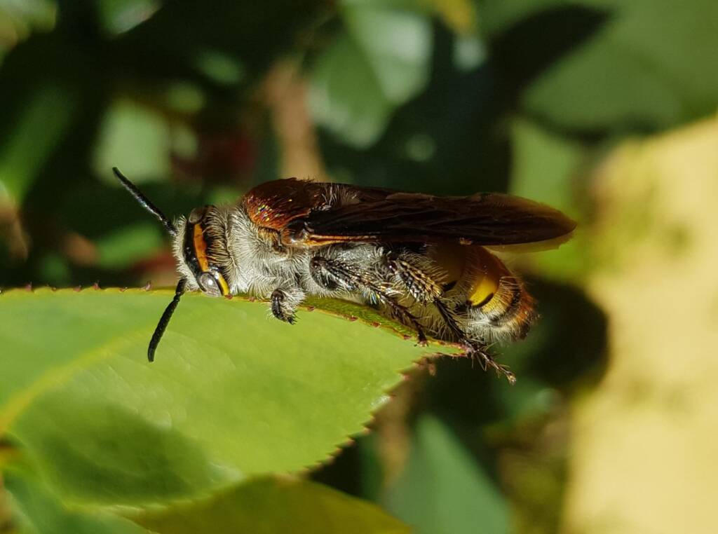 Yellow Hairy Flower Wasp (Radumeris radula), Alice Springs NT