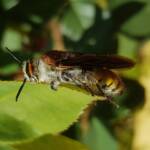 Yellow Hairy Flower Wasp (Radumeris radula), Alice Springs NT
