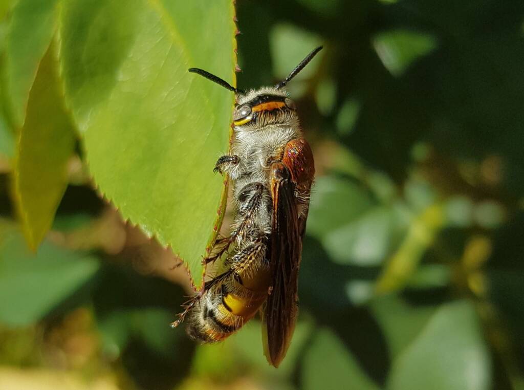 Yellow Hairy Flower Wasp (Radumeris radula), Alice Springs NT