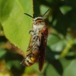 Yellow Hairy Flower Wasp (Radumeris radula), Alice Springs NT