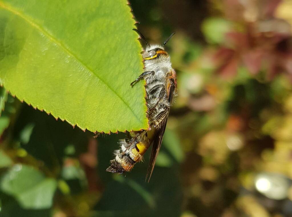Yellow Hairy Flower Wasp (Radumeris radula), Alice Springs NT