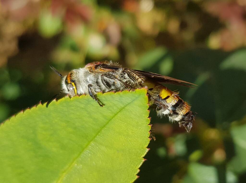 Yellow Hairy Flower Wasp (Radumeris radula), Alice Springs NT