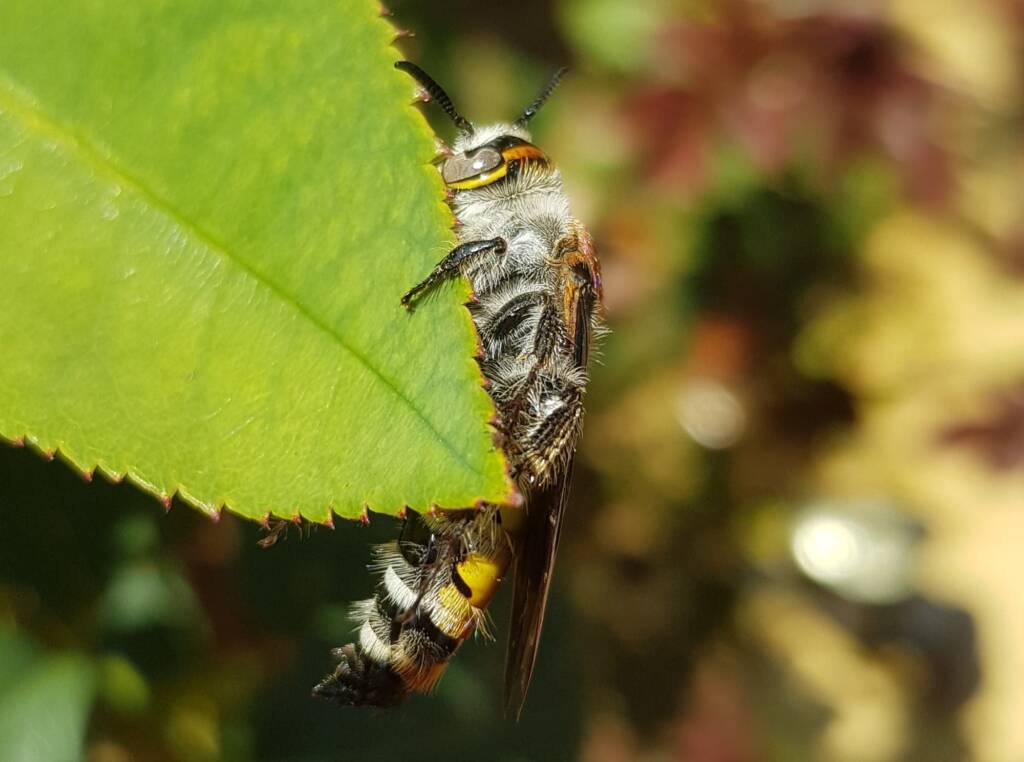 Yellow Hairy Flower Wasp (Radumeris radula), Alice Springs NT