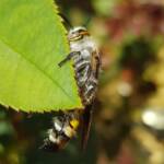 Yellow Hairy Flower Wasp (Radumeris radula), Alice Springs NT