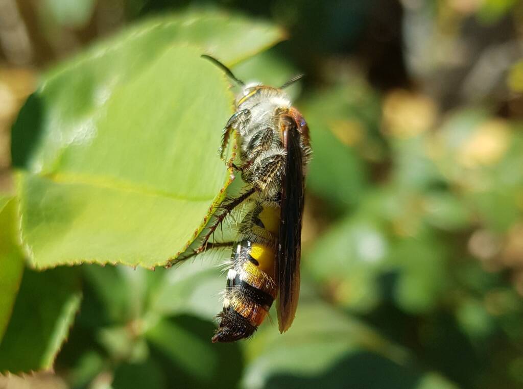 Yellow Hairy Flower Wasp (Radumeris radula), Alice Springs NT