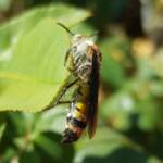 Yellow Hairy Flower Wasp (Radumeris radula), Alice Springs NT