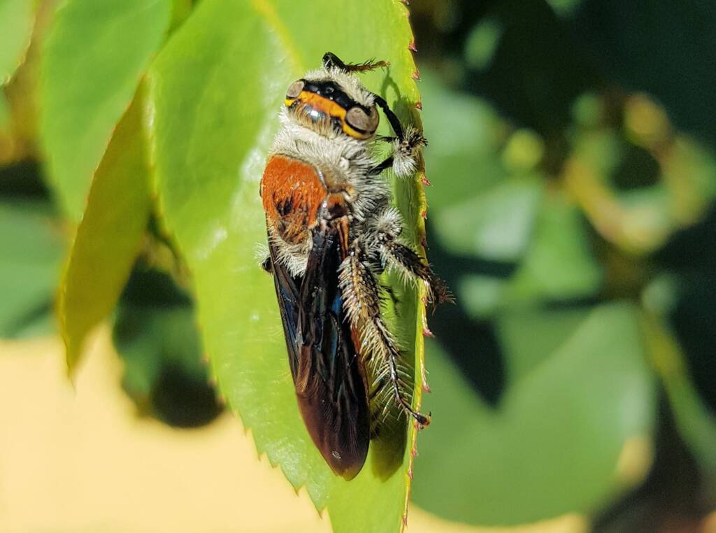 Yellow Hairy Flower Wasp (Radumeris radula), Alice Springs NT