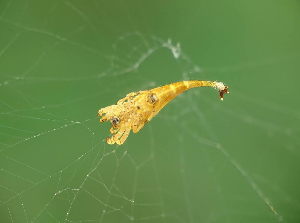 Scorpion-tailed Spider (Arachnura higginsi) © Stefan Jones