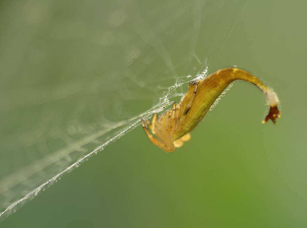 Scorpion-tailed Spider (Arachnura higginsi) © Stefan Jones