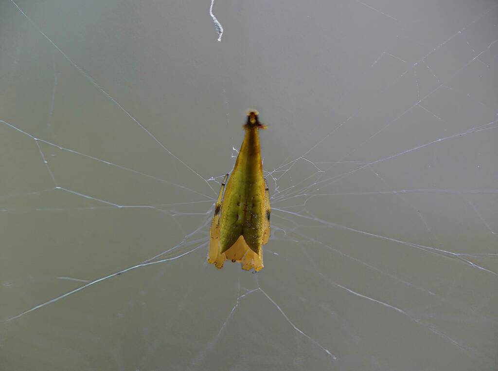 Scorpion-tailed Spider (Arachnura higginsi) © Stefan Jones