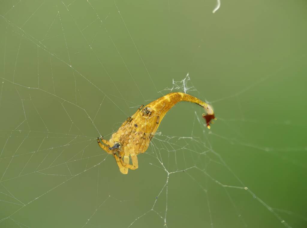 Scorpion-tailed Spider (Arachnura higginsi) © Stefan Jones