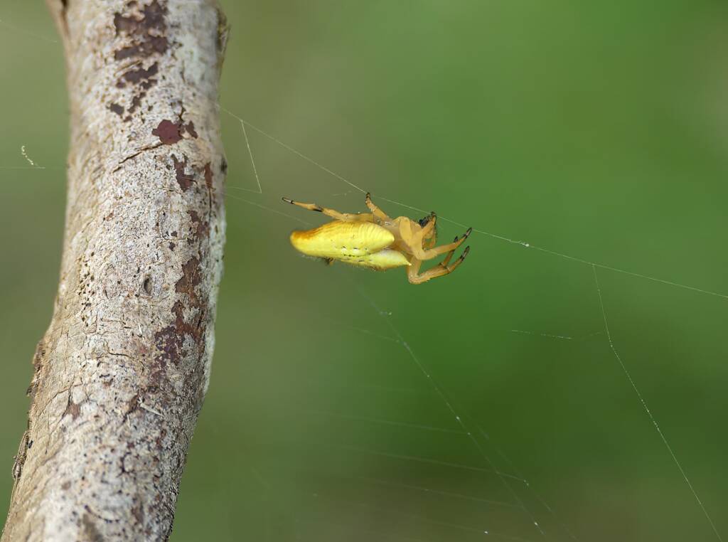 Scorpion-tailed Spider (Arachnura higginsi) © Stefan Jones