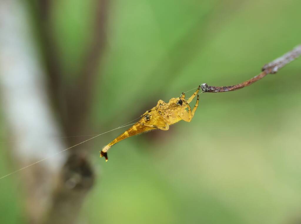 Scorpion-tailed Spider (Arachnura higginsi) © Stefan Jones