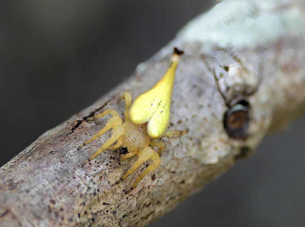 Scorpion-tailed Spider (Arachnura higginsi) © Stefan Jones